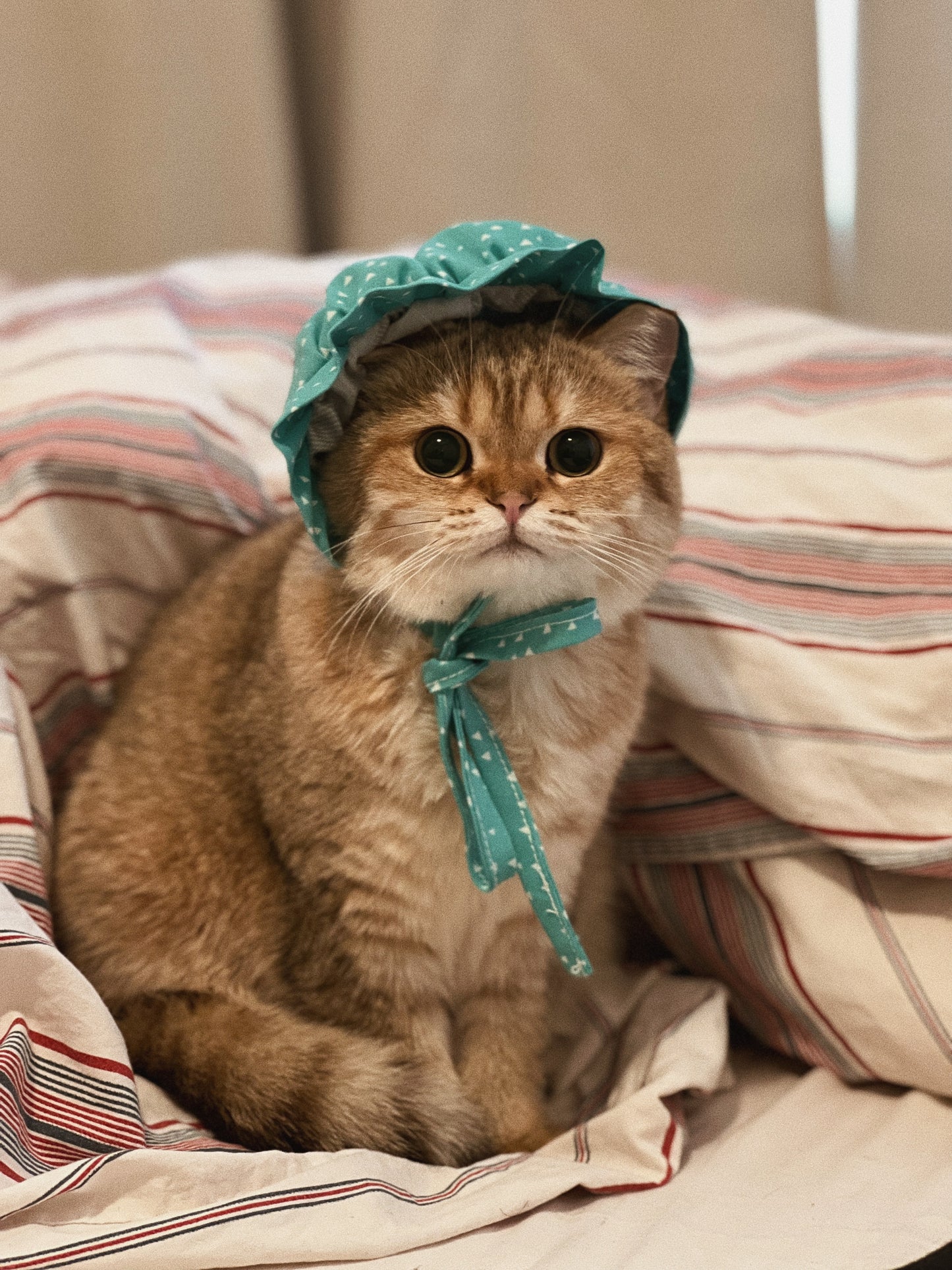 Bonnet