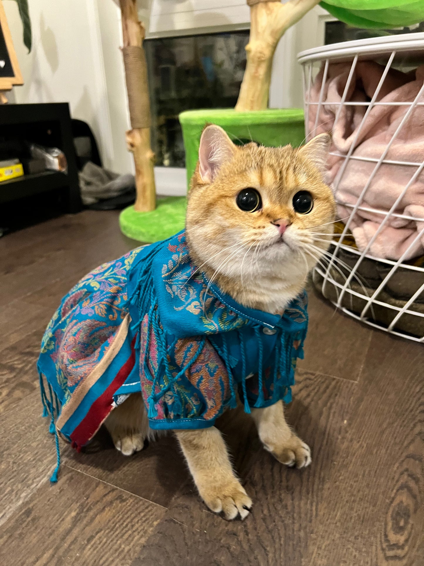 Custom Outfit